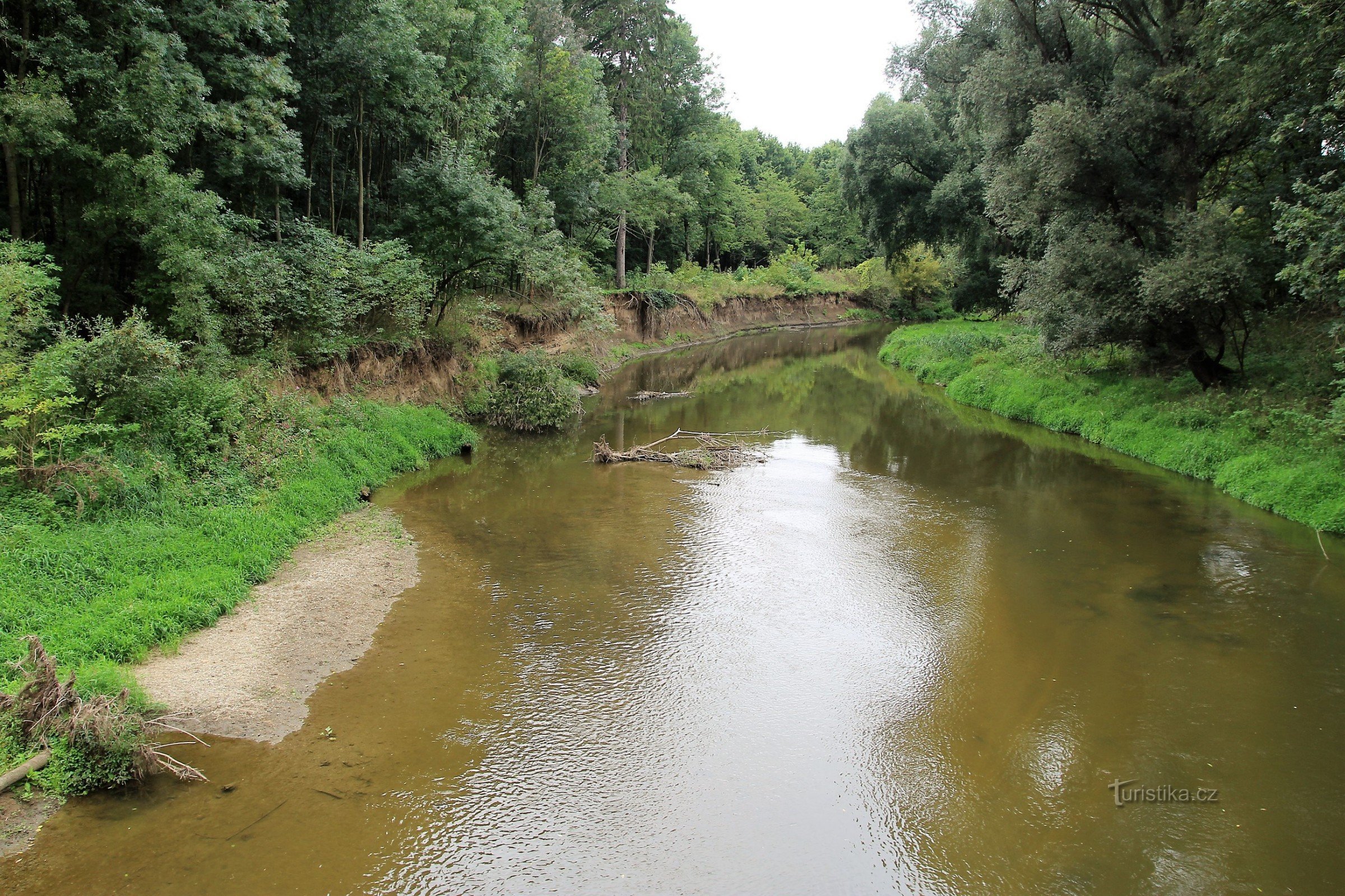 Ongereguleerde rivier de Jihlava in het bos van Bedřich