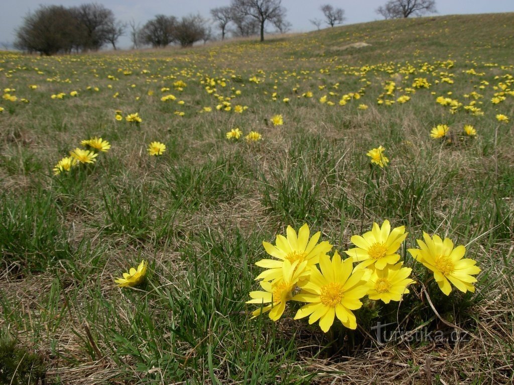 Nenumărate ciorchini de rogoz de primăvară