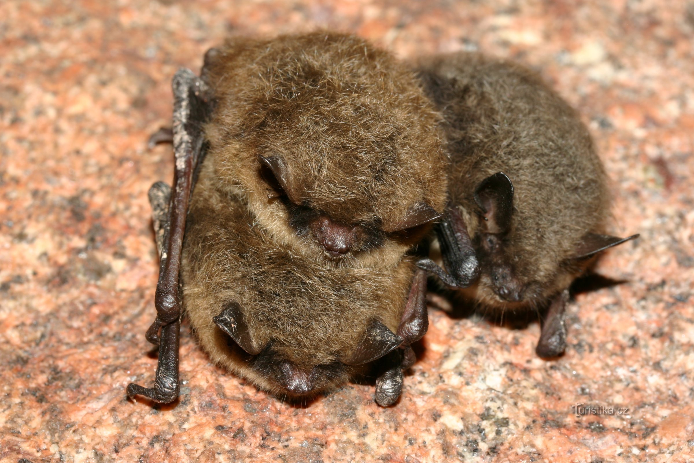 Brandts Fledermaus