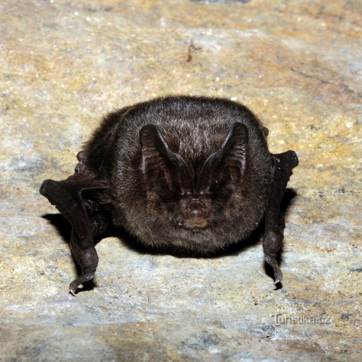 chauve-souris noire, un visiteur d'hiver au château