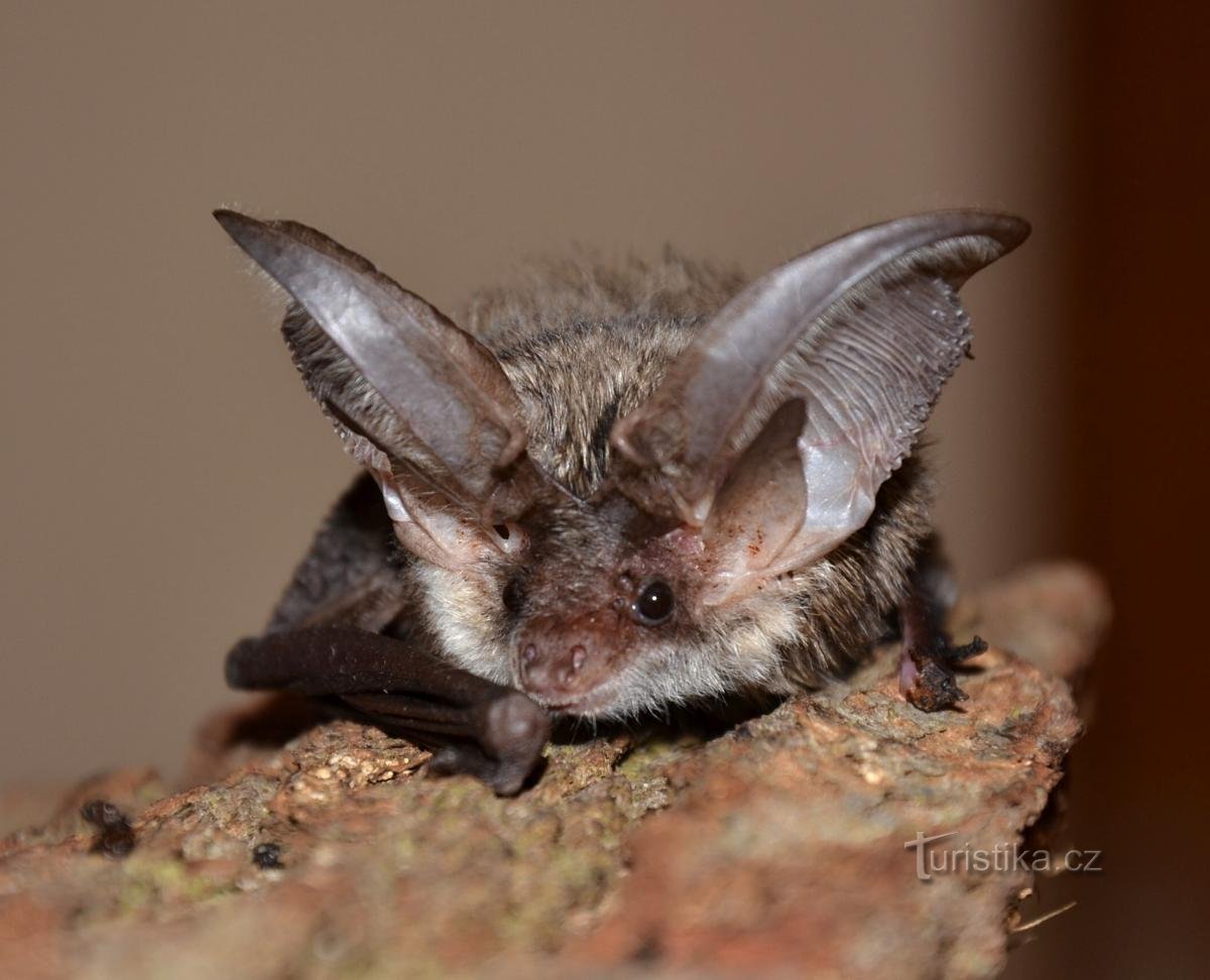 long-tailed bat