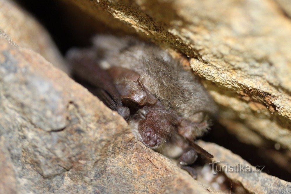 chauve-souris à longue queue - l'un des visiteurs hivernaux de Kuksu