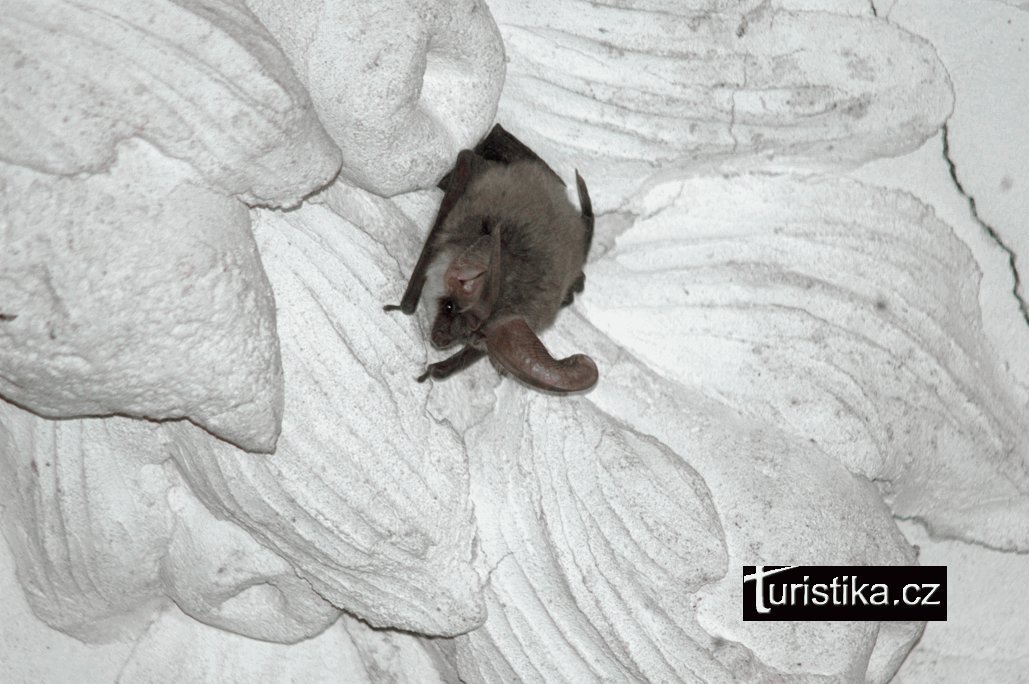 long-tailed bat at Plumlov Castle