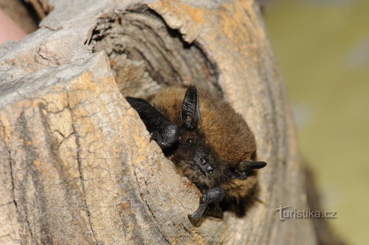 pfeifende Fledermaus