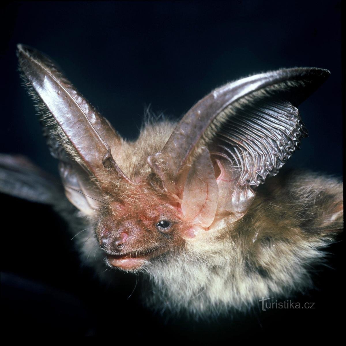 long-eared bat