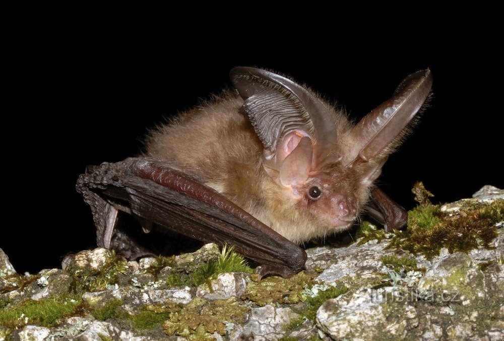 chauve-souris à oreilles courtes (Plecotus auritus)