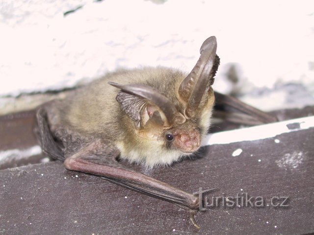 Long-eared bat in the castle tower
