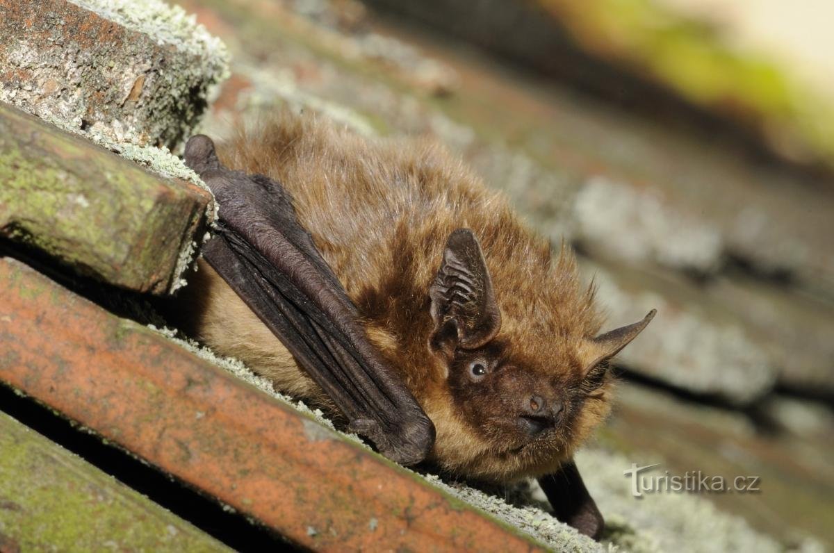 chauve-souris du soir