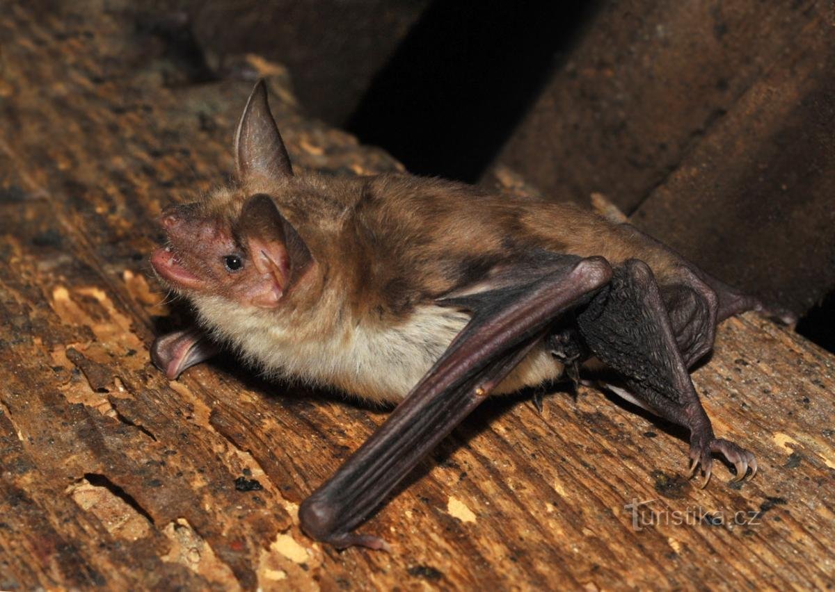 große Fledermaus