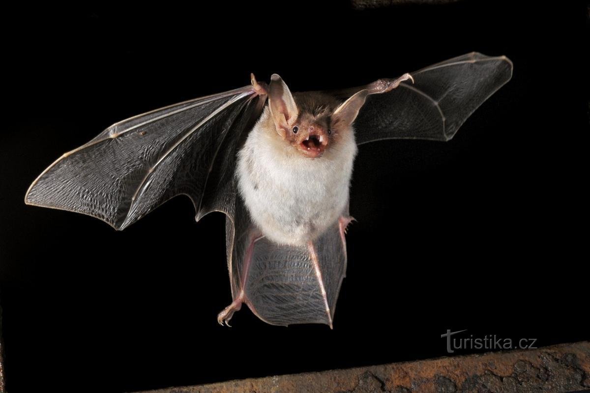 the big bat is a typical winter sleeper of M. karst