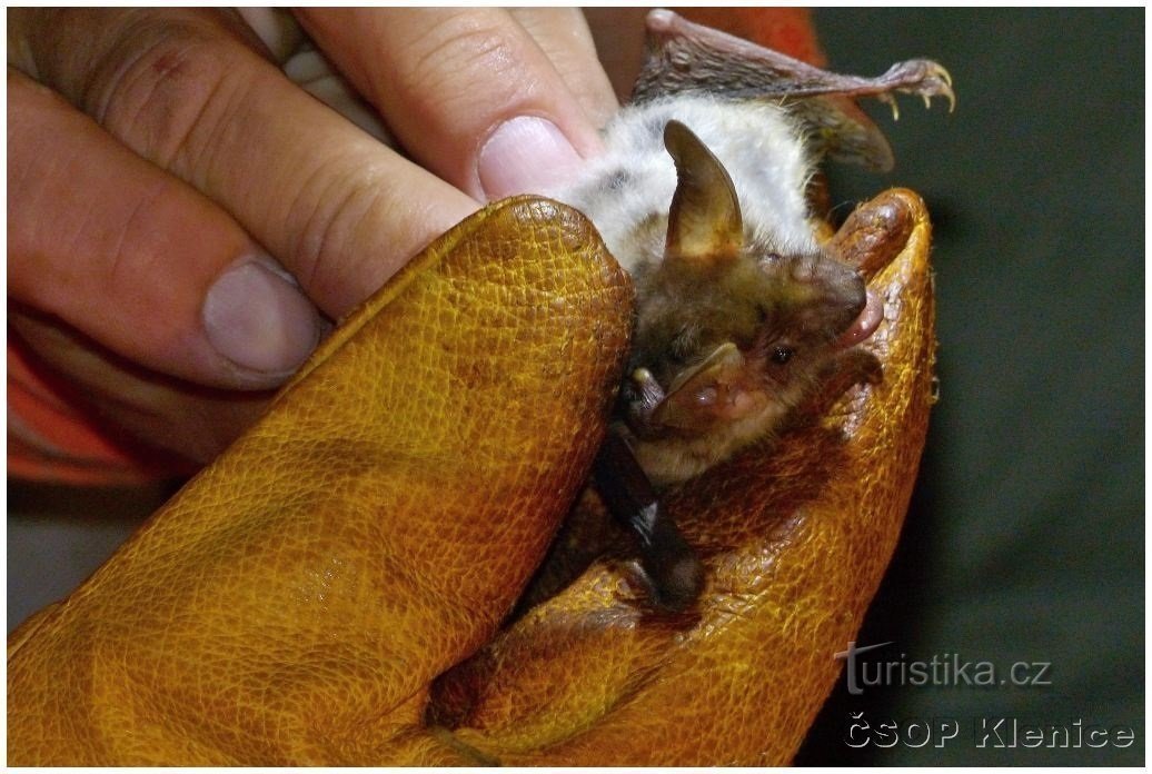 große Fledermaus in der Hand des Forschers