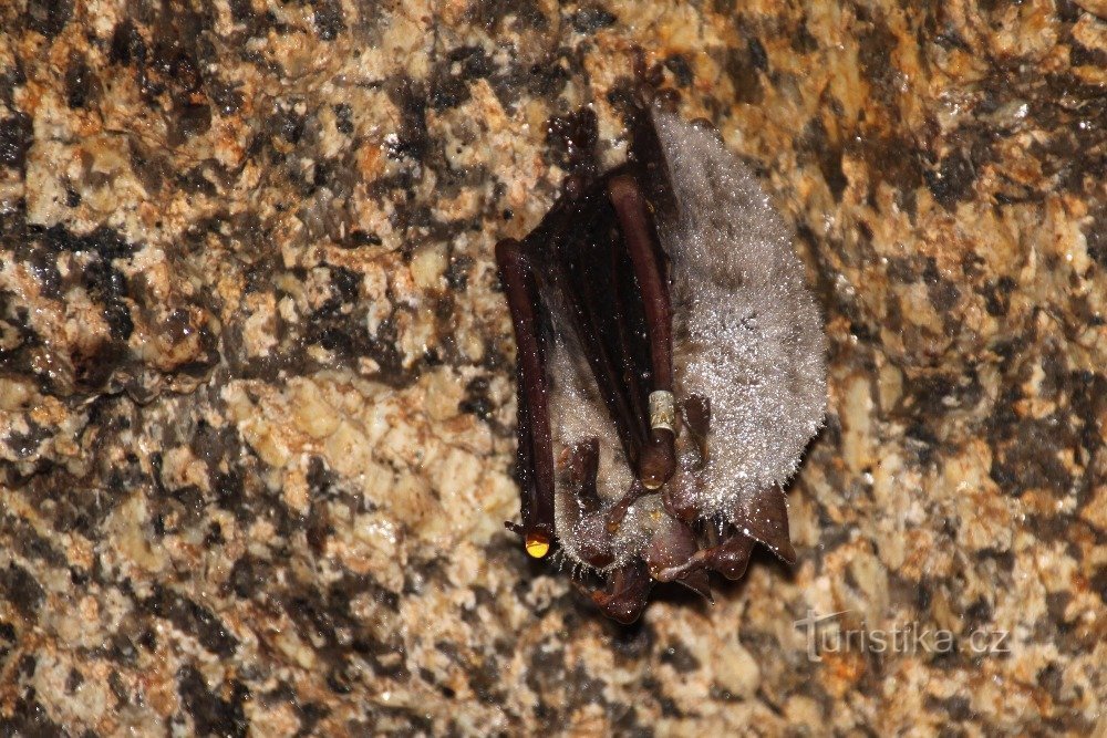 Un grosso pipistrello in una cantina di granito