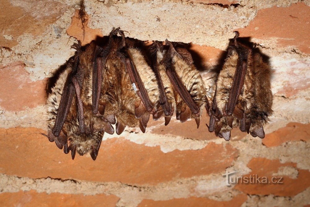 eyelash bats hibernating in Josefov