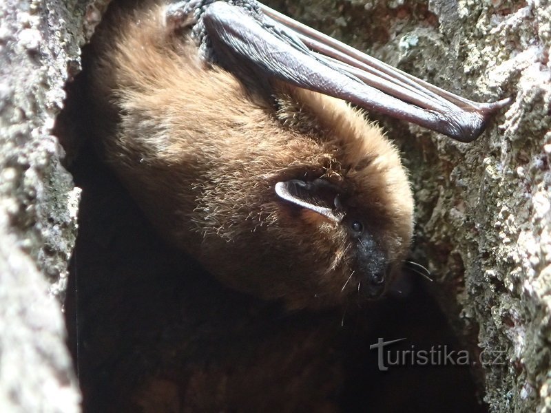 netopýři hvízdaví bydlí v netopýřím pokoji na hradě Šternberk
