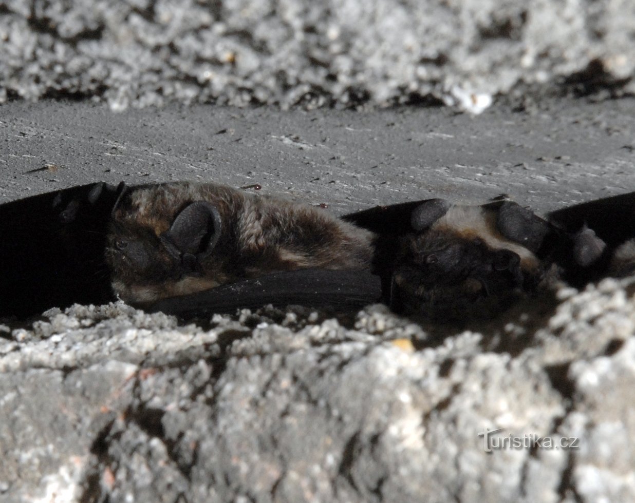 pipistrelli colorati che svernano nel castello