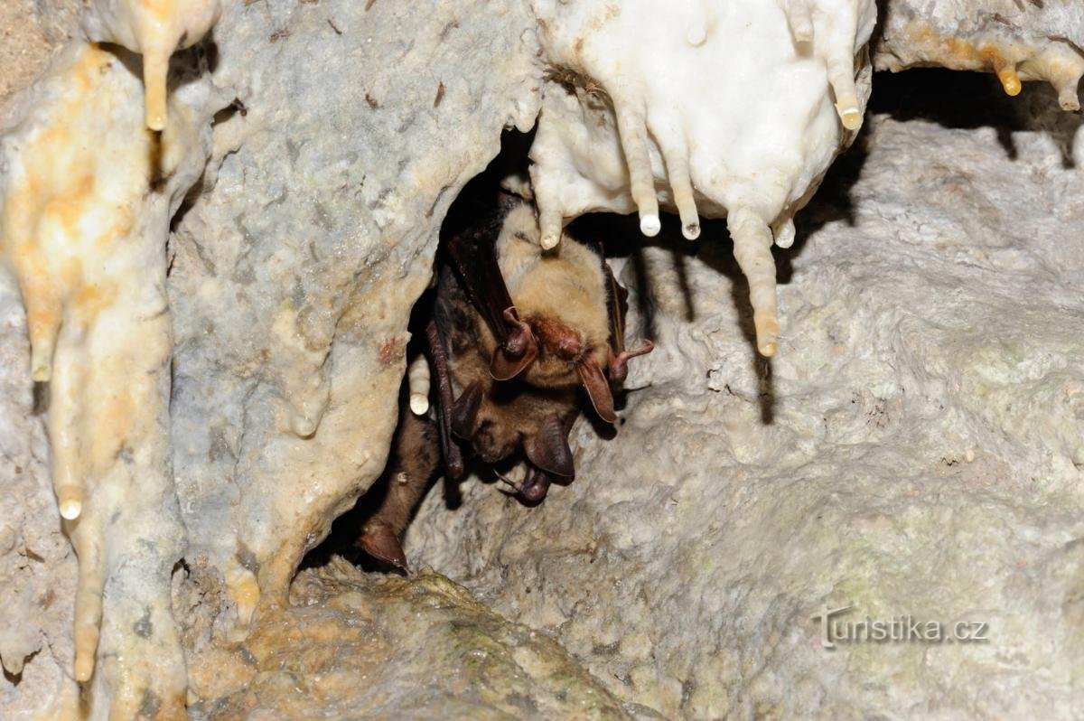 Fledermäuse, die in den unterirdischen Räumen der Burg Rabí überwintern