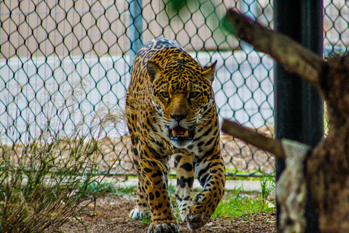 Một ZOO phi truyền thống hoặc đi đến nơi mà nó nhỏ nhưng đẹp ...