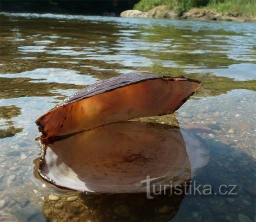 Uma concha de molusco incrivelmente grande