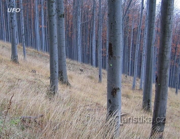 antes que chegue o inverno e as corças V.Stolová