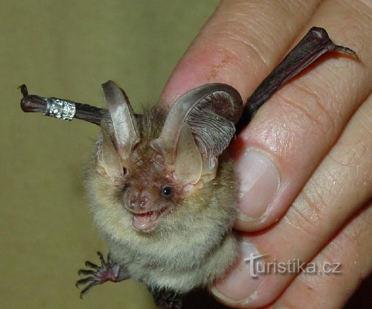 Nacht der Fledermäuse: Jeder letzte Samstag im August ist in Turold den Fledermäusen gewidmet