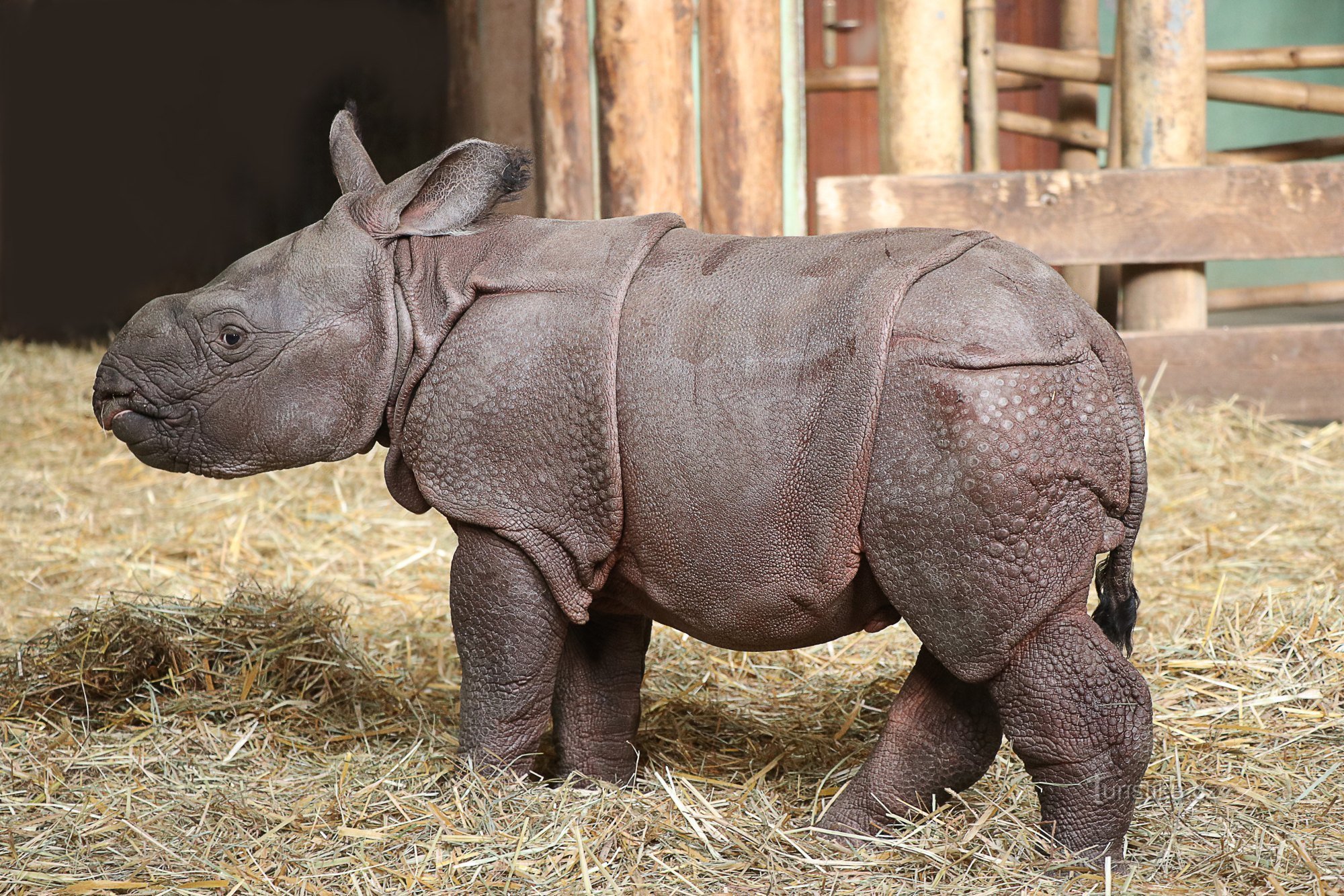 Fräulein Rose das Nashorn