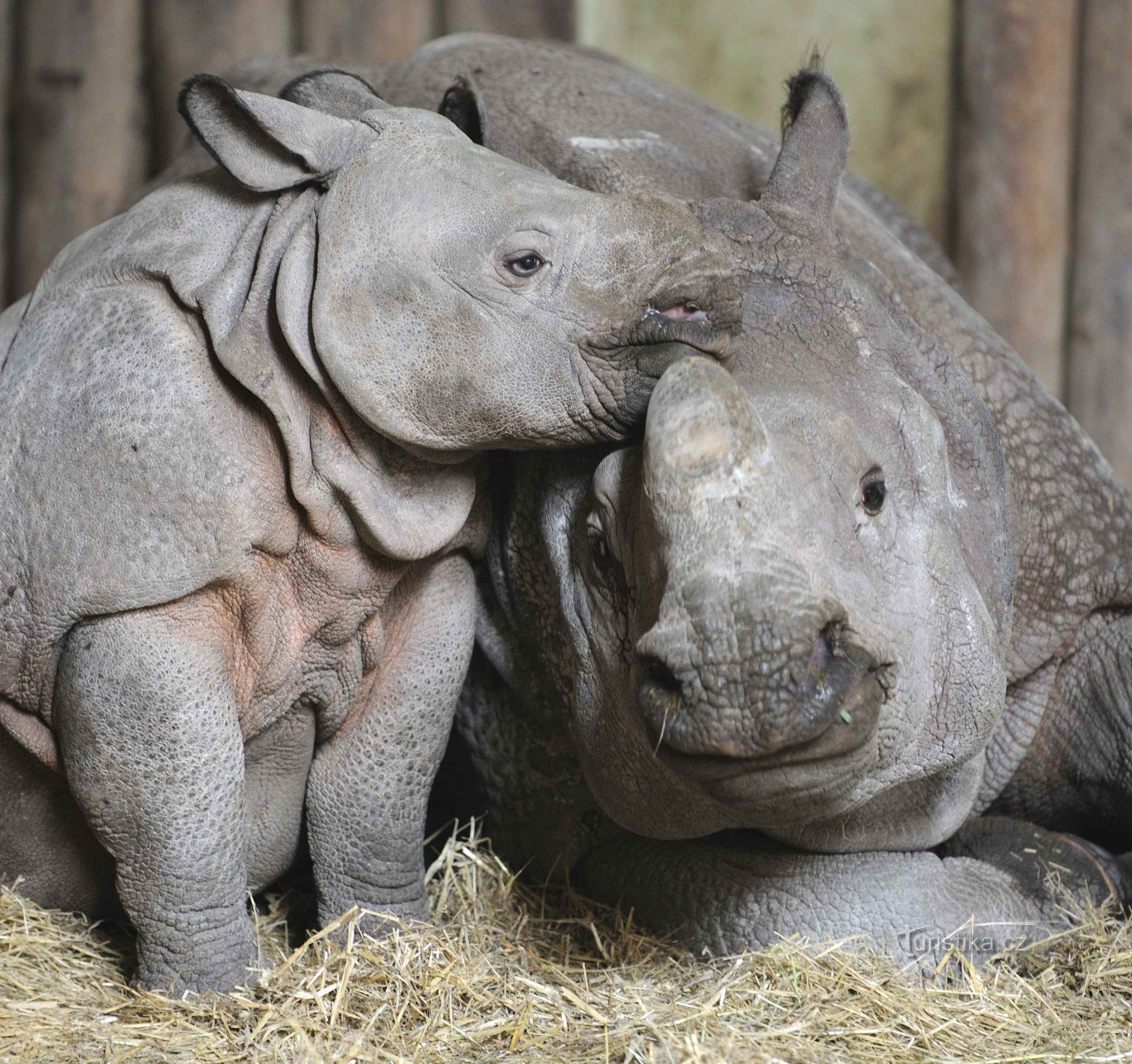 Rhinocéros indien (17.6.2014 juin XNUMX)