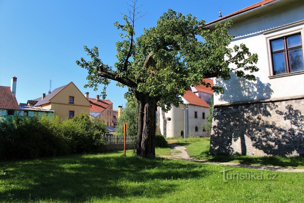 Nová Bystřice, bonte kalopanax