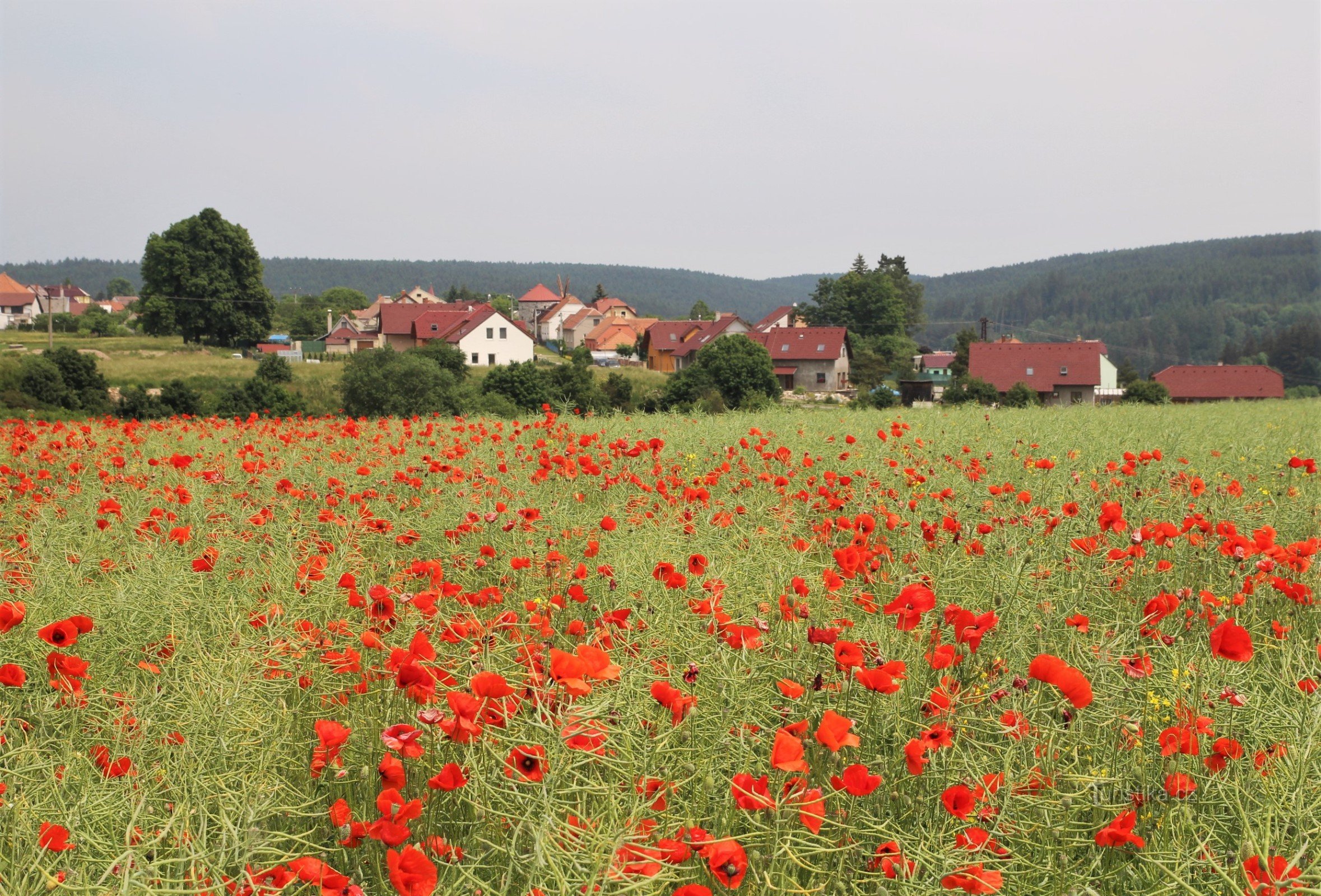 Nya hus i den lokala delen av Na Kopaninách i slutet av townshipen