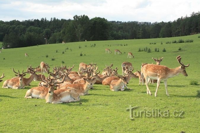 Nové Hrady - Damhirschreservat