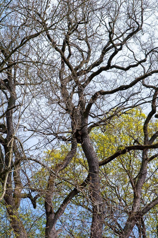 Nové Mlýny – Two memorial oaks