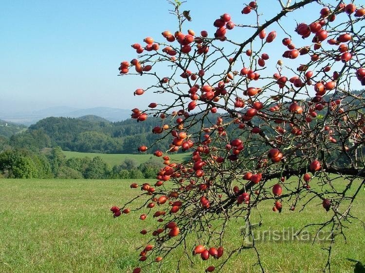 Нові Техановіце