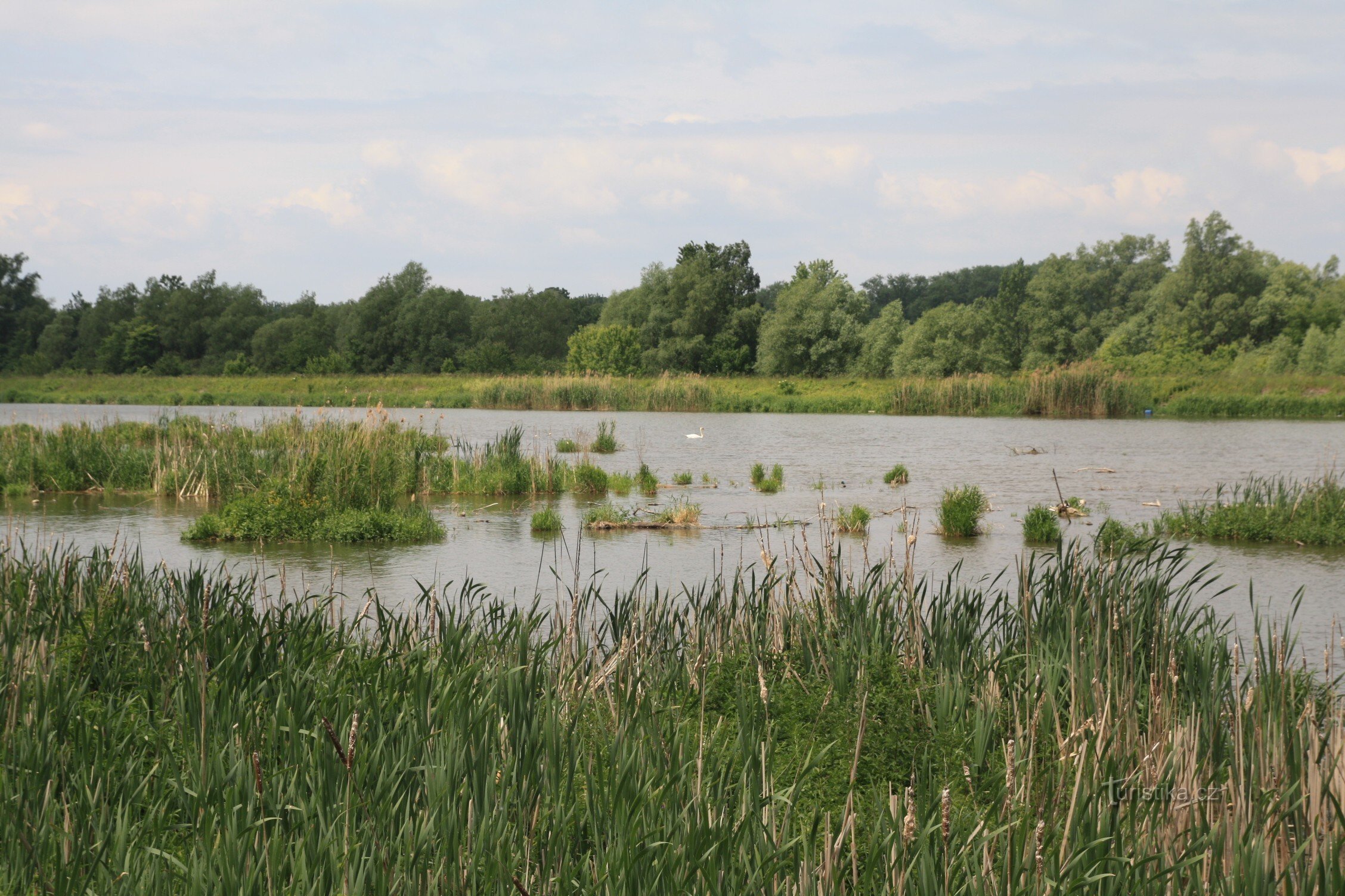 Emerging river islands on the Dyja