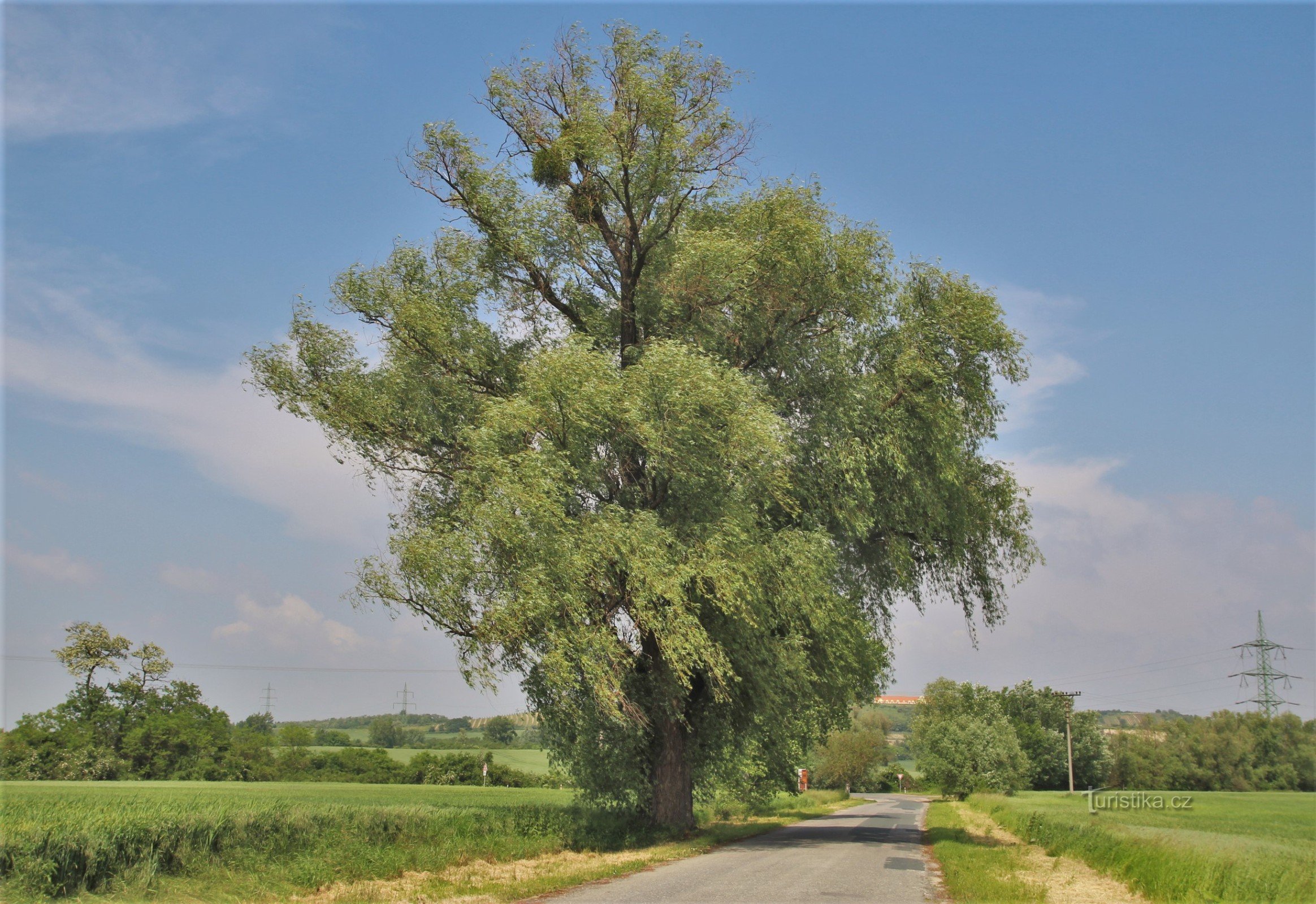 Novomlýn paju