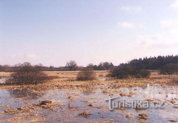 Нові грецькі болота