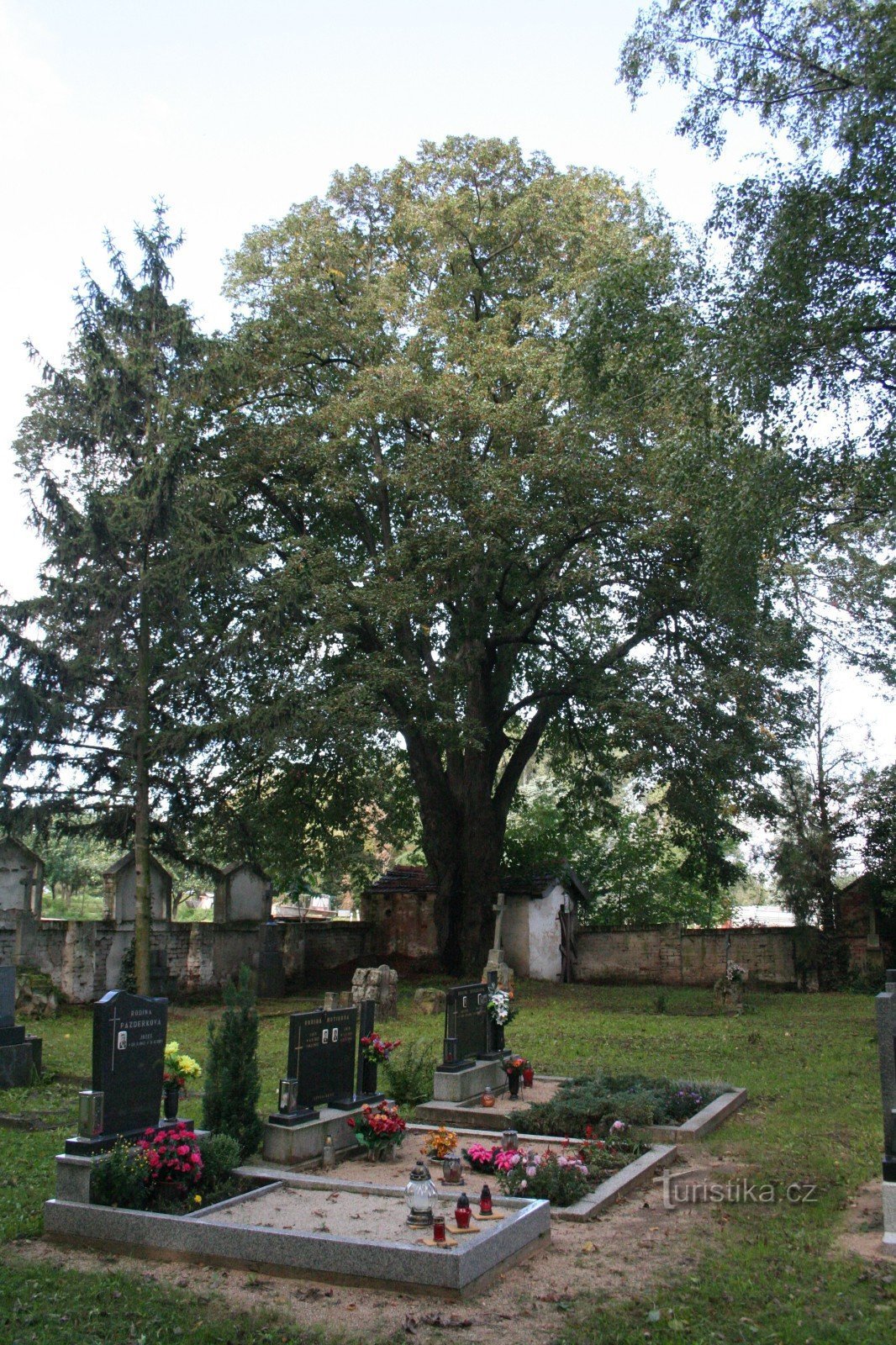 cây bồ đề Novovesk