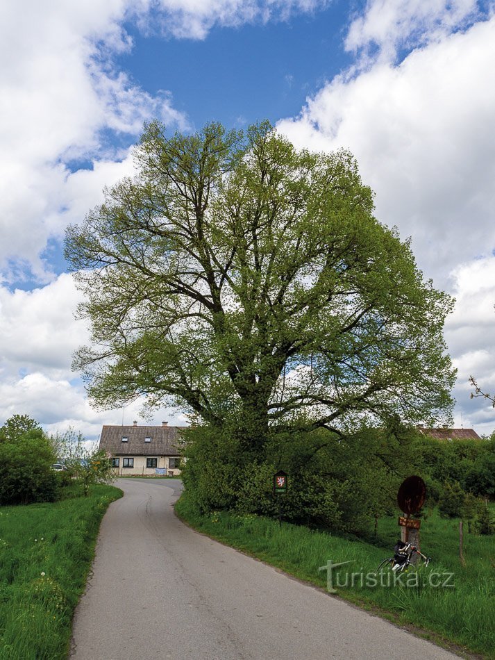 Nový Dvůr - Příbyl's linden of the Republic