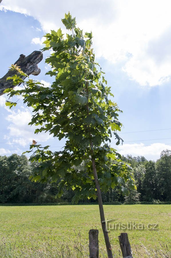 Nieuwe kruidnagel op Šumná