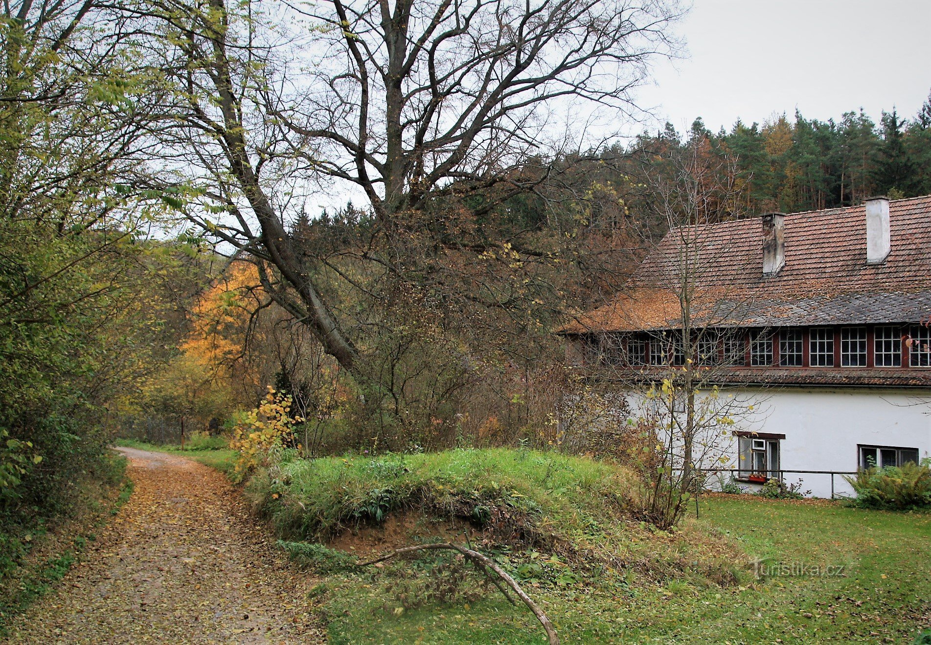 Nový Mlýn - eine denkwürdige Linde