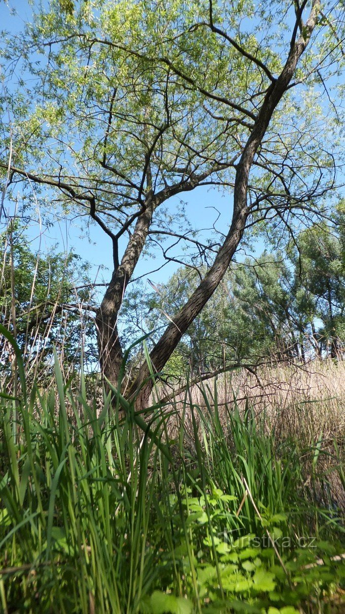 New pond