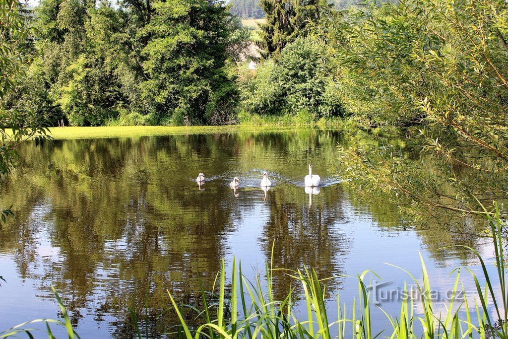 New pond, view of the west bank