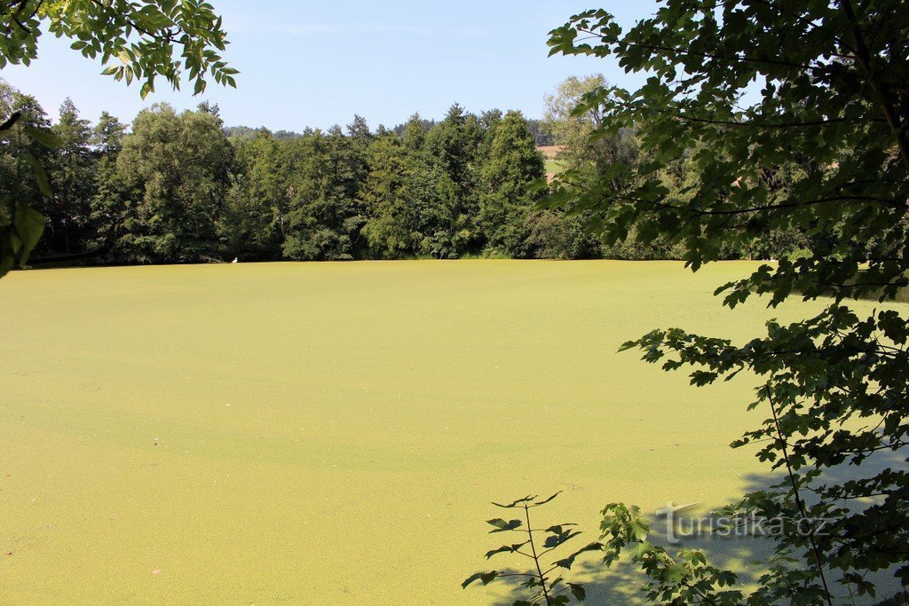 A new pond, a growth of lesser duckweed