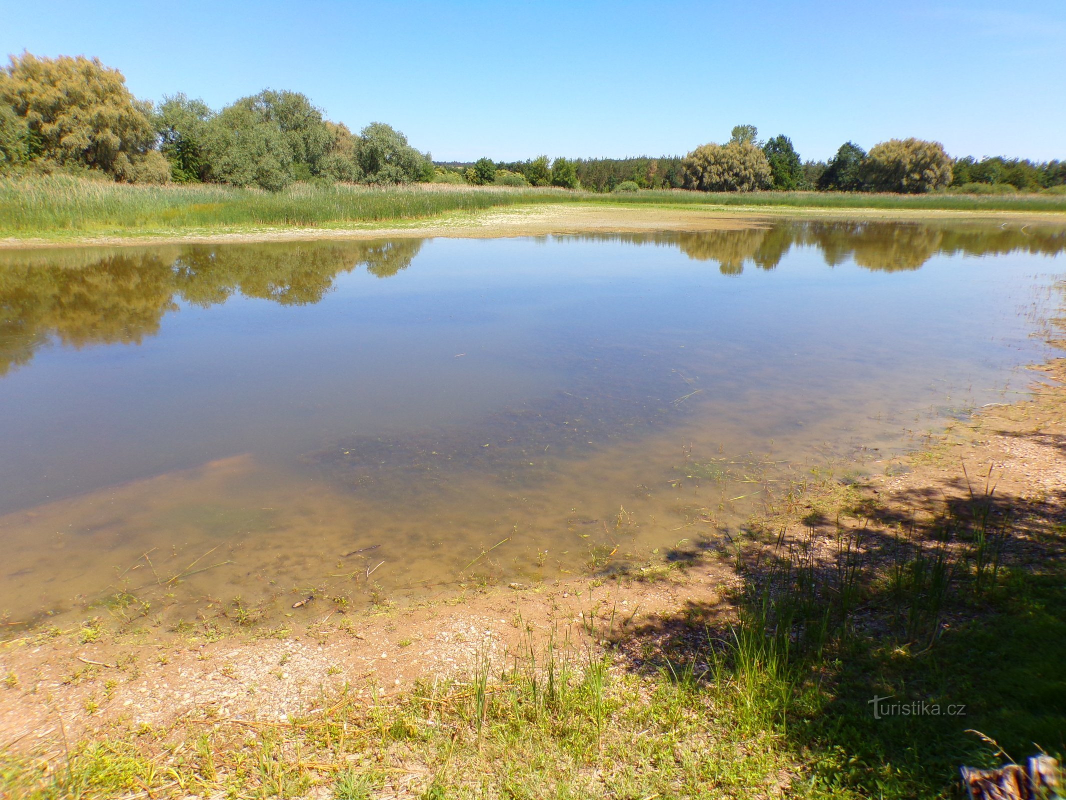 New pond (Voleč, 15.6.2022/XNUMX/XNUMX)