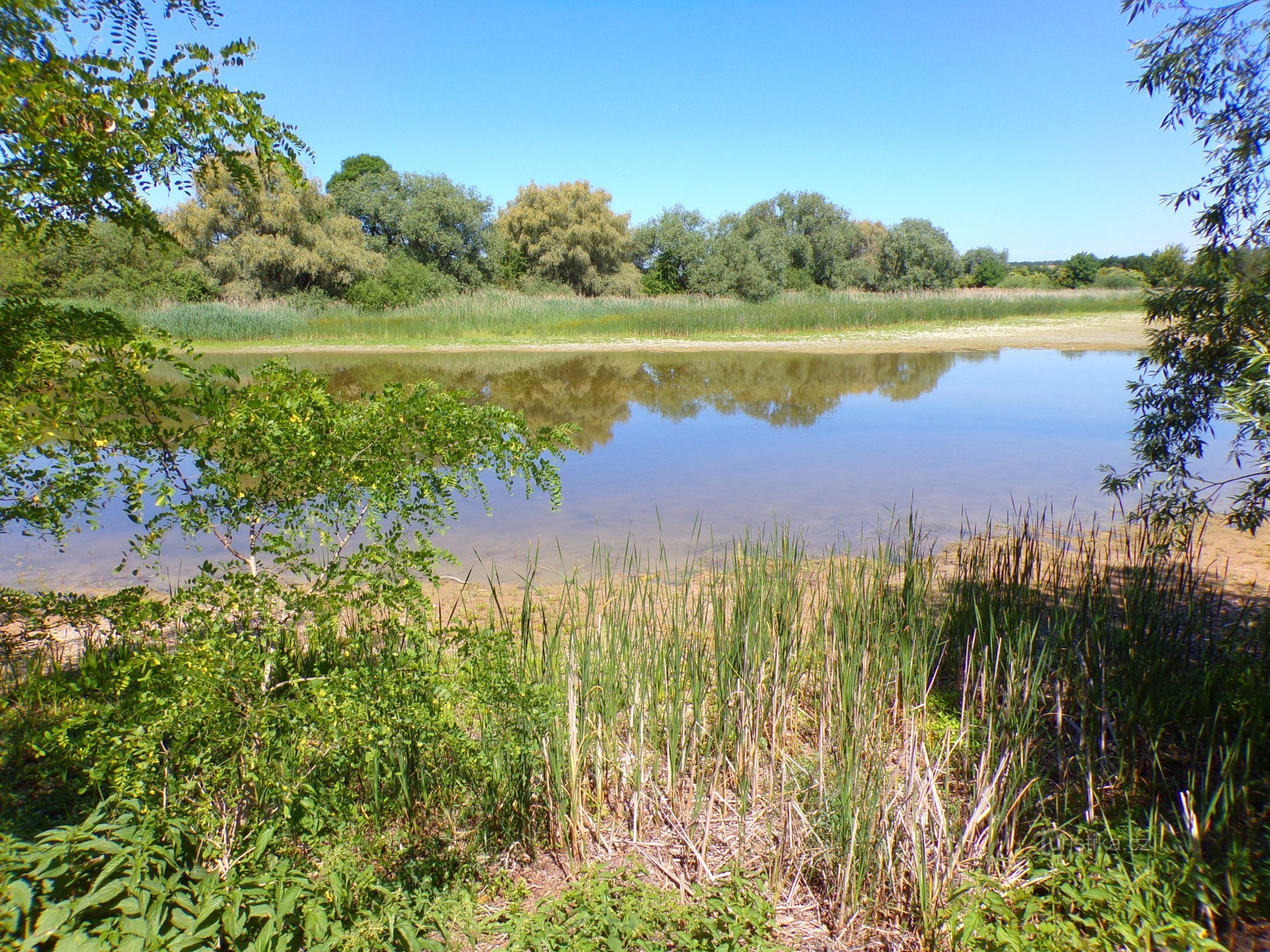 Neuer Teich (Voleč, 15.6.2022)