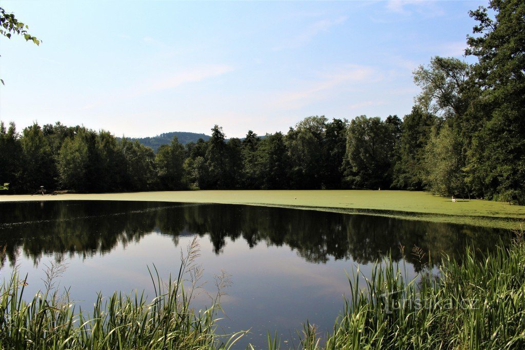 New pond, free surface in the background a growth of lesser duckweed