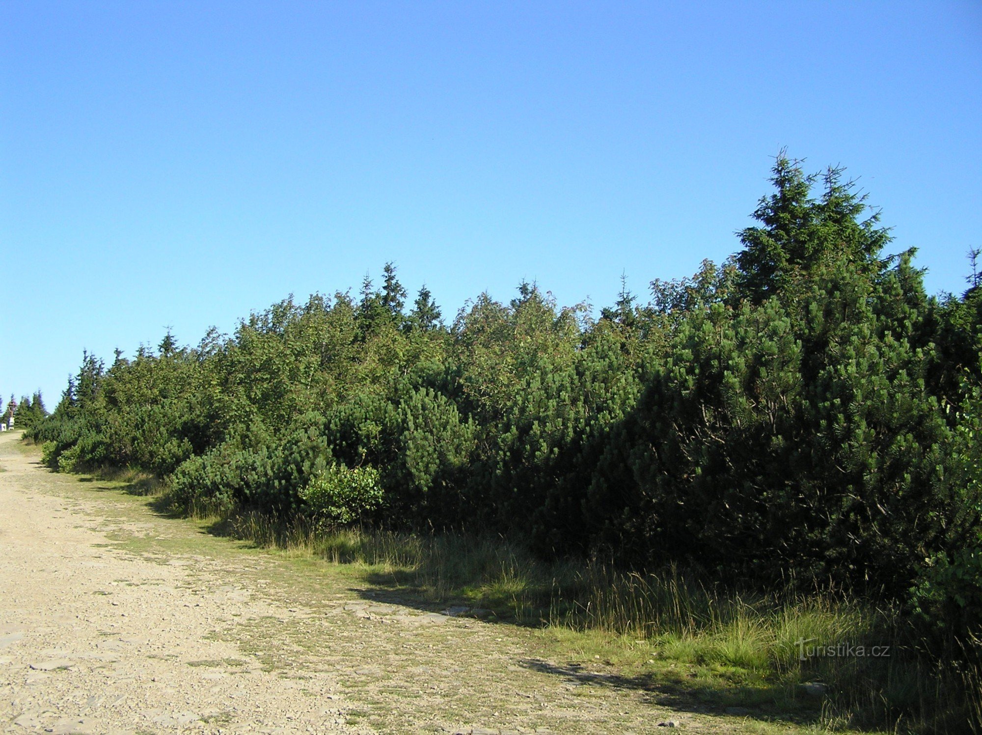 NPR Radhošť - borde de la reserva en la cresta hasta la cima de Radhošť con rodales plantados,