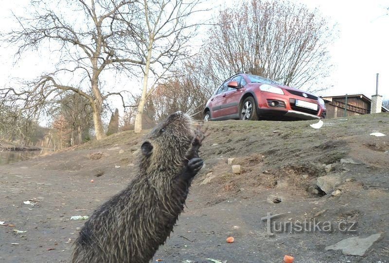 Nutria à l'état sauvage à Prague