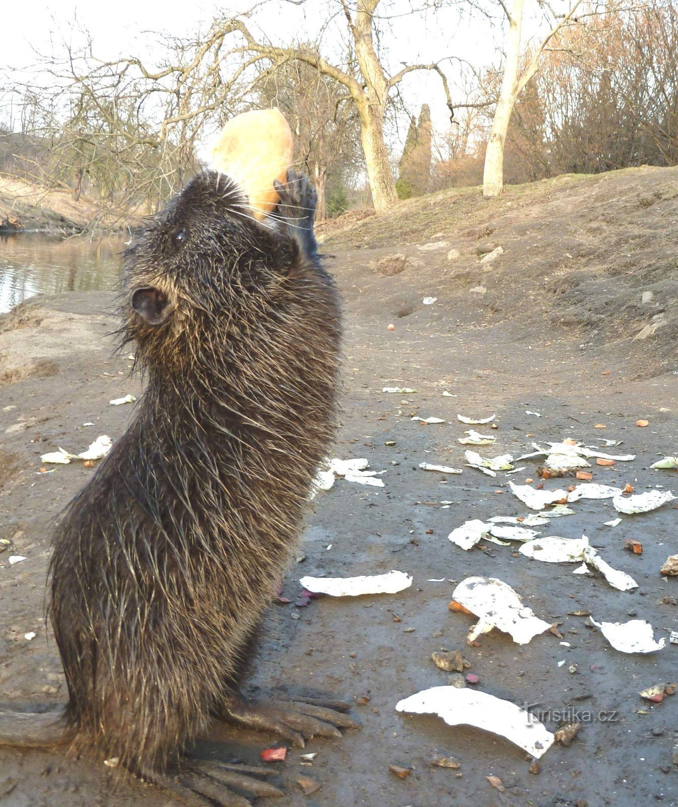 Nutria trong tự nhiên ở Prague