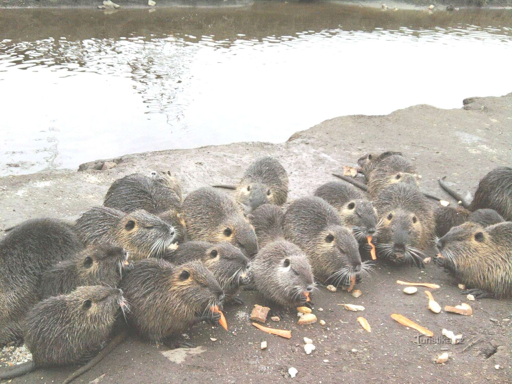 Nutria în sălbăticie în Praga