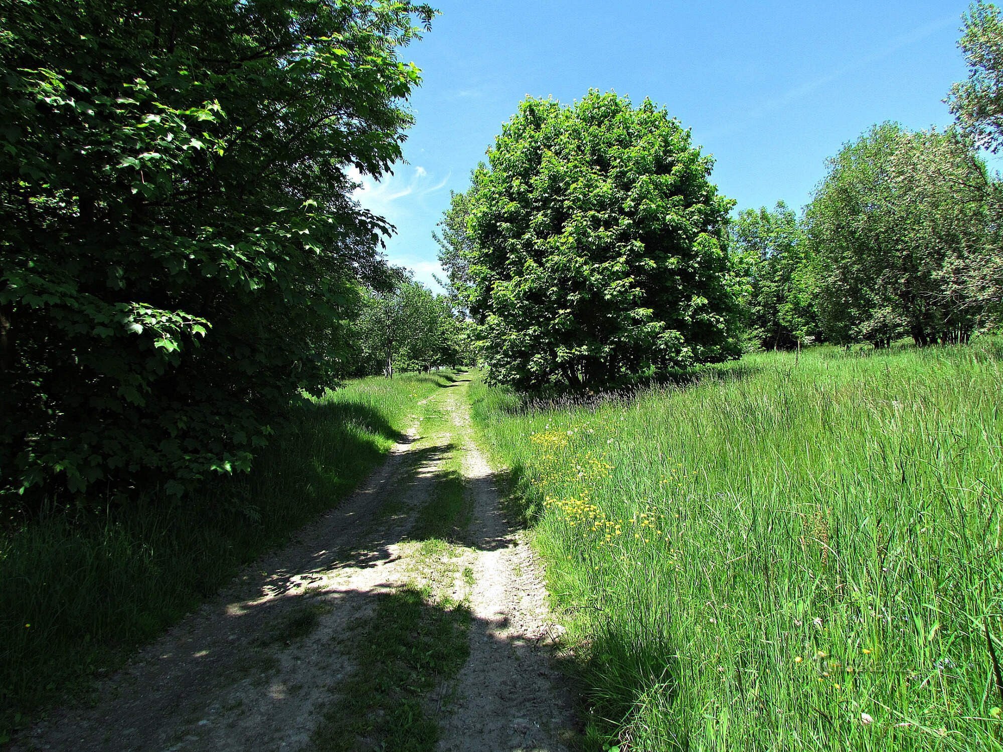 À propos du monument naturel de la Synalovská Kopaniny