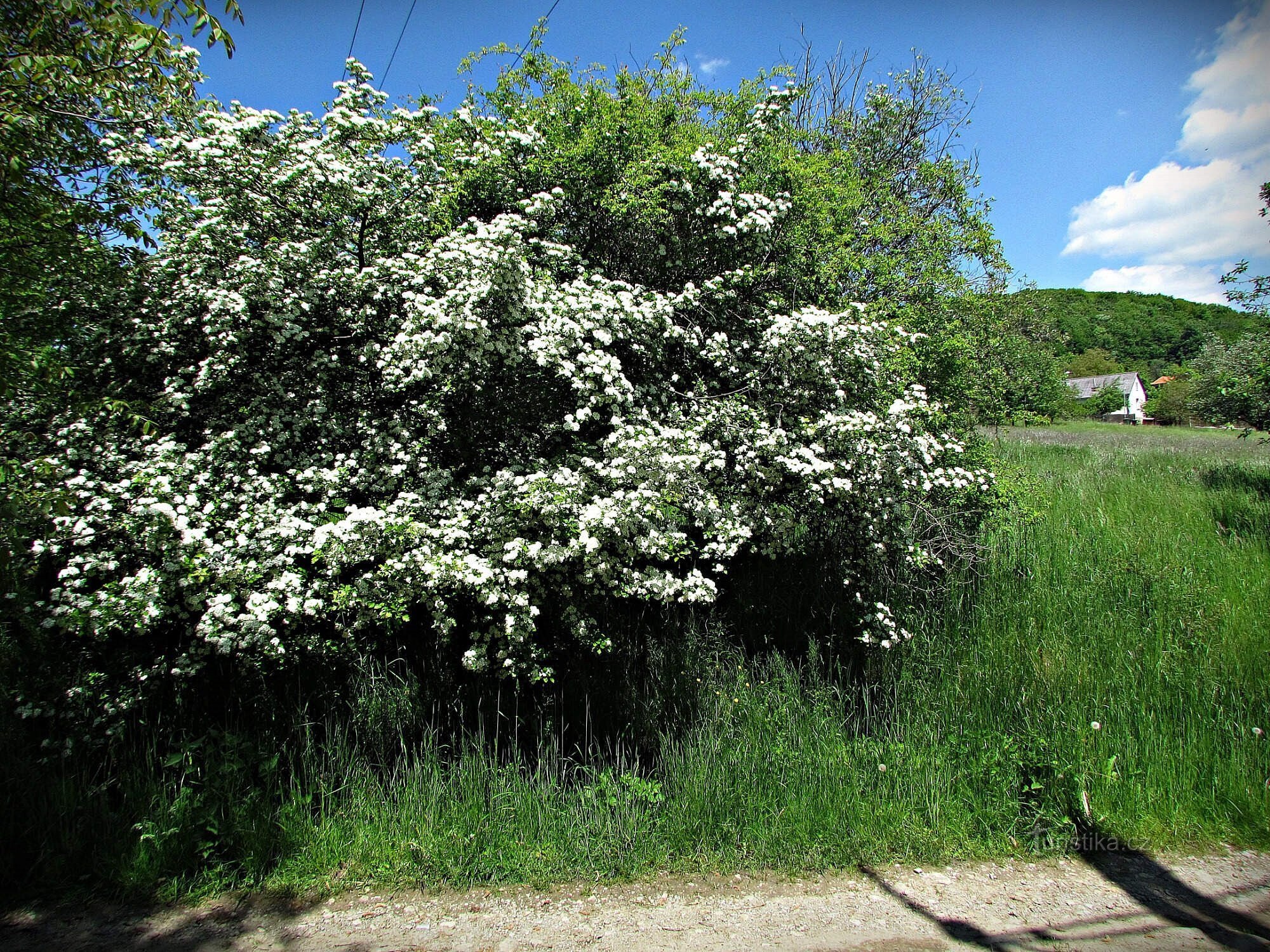 Om det naturlige monument i Synalovská Kopaniny